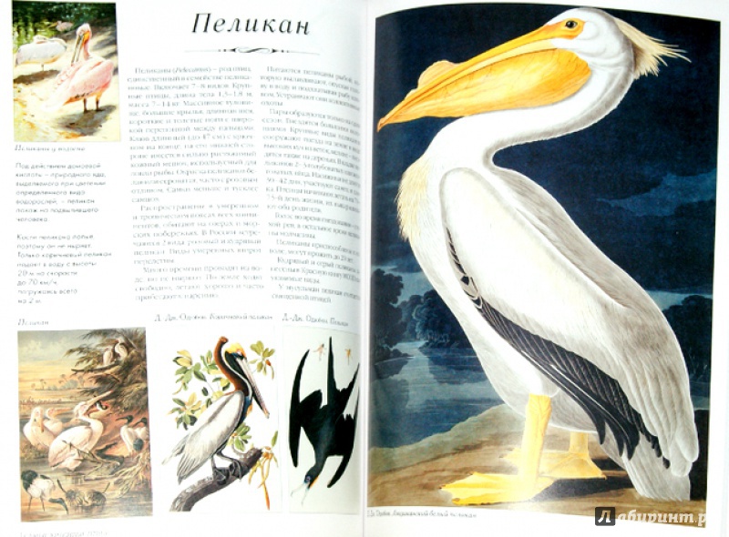 Иллюстрация 12 из 24 для Самые красивые птицы. Иллюстрированная энциклопедия | Лабиринт - книги. Источник: Mila