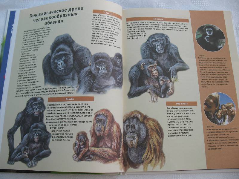 Иллюстрация 17 из 28 для Человекообразные обезьяны - Витус Дрешер | Лабиринт - книги. Источник: tayana