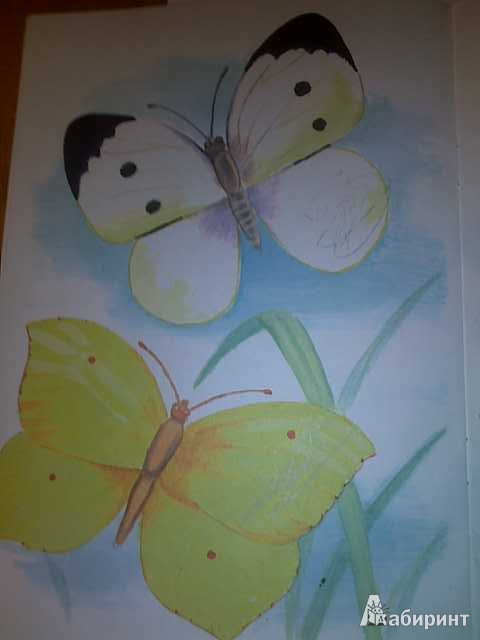 Иллюстрация 17 из 17 для Раскраска "Бабочки" | Лабиринт - книги. Источник: Tali