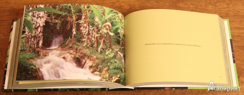 Иллюстрация 10 из 24 для Первозданный лес. Все краски мира - Marisa Iollonardo | Лабиринт - книги. Источник: irinka_kiv