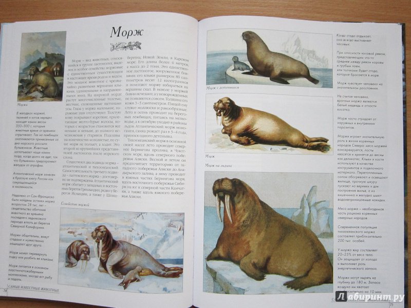 Иллюстрация 8 из 52 для Самые известные животные | Лабиринт - книги. Источник: Кулыгина  Елена