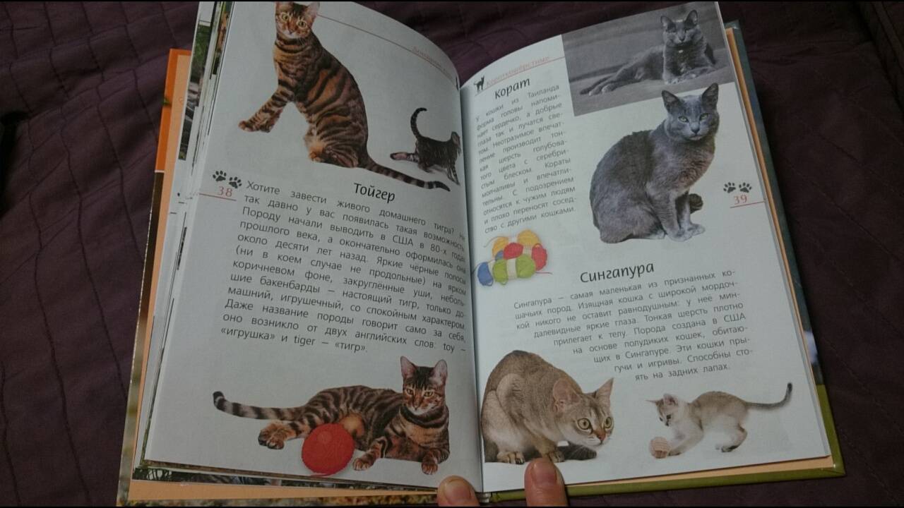 Иллюстрация 26 из 28 для Кошки дикие и домашние - Александр Тихонов | Лабиринт - книги. Источник: anka46