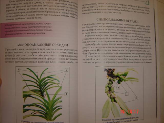 Иллюстрация 19 из 34 для Орхидеи - Коломейцева, Герасимов | Лабиринт - книги. Источник: Leyla
