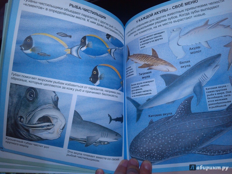 Иллюстрация 16 из 45 для Тайны моря | Лабиринт - книги. Источник: Lirika777