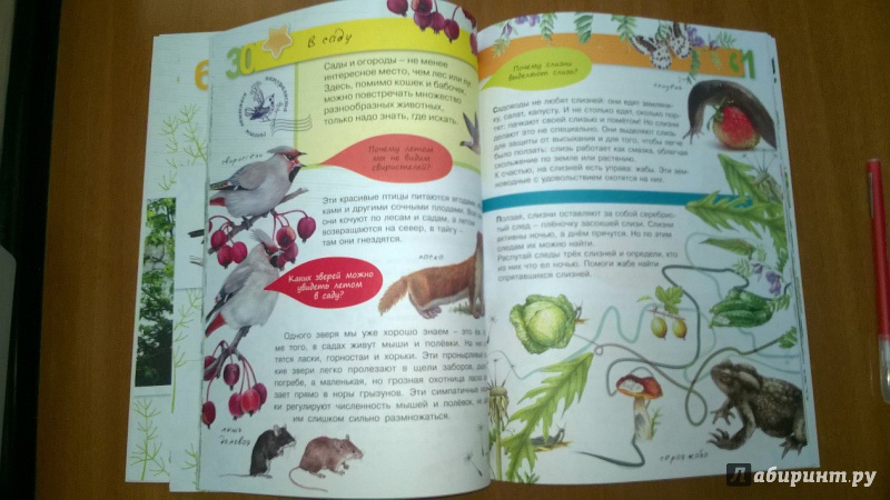 Иллюстрация 5 из 24 для Животные - Петр Волцит | Лабиринт - книги. Источник: v