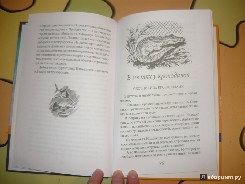 Иллюстрация 11 из 28 для Акула на песке - Святослав Сахарнов | Лабиринт - книги. Источник: Костина  Наталья Алексеевна