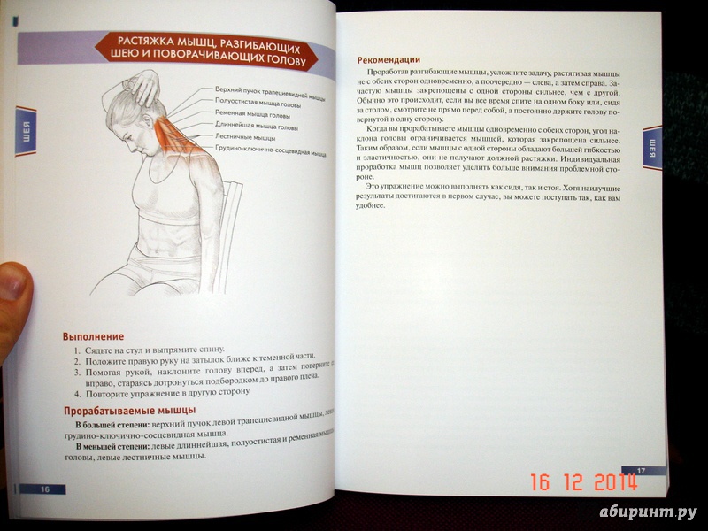 Иллюстрация 13 из 73 для Анатомия упражнений на растяжку - Нельсон, Кокконен | Лабиринт - книги. Источник: Kassavetes