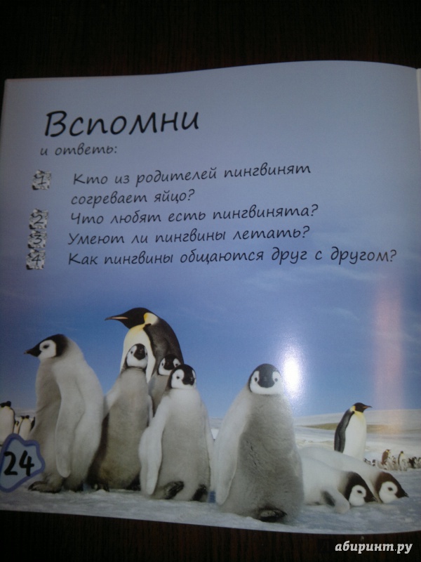 Иллюстрация 12 из 22 для Пингвиненок покоряет Антарктиду - Майкл Тейтелбаум | Лабиринт - книги. Источник: Книголюбительница