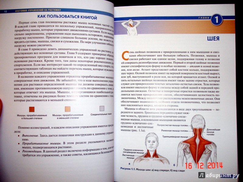 Иллюстрация 12 из 73 для Анатомия упражнений на растяжку - Нельсон, Кокконен | Лабиринт - книги. Источник: Kassavetes