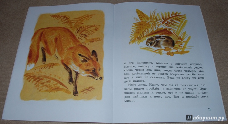 Иллюстрация 8 из 59 для Как заяц в лесу живёт - Вера Чаплина | Лабиринт - книги. Источник: Книжный кот