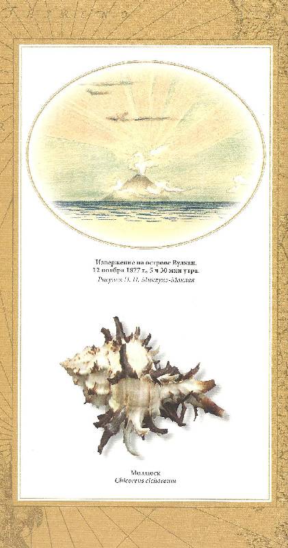 Иллюстрация 37 из 56 для Путешествия на берег Маклая - Николай Миклухо-Маклай | Лабиринт - книги. Источник: Betty