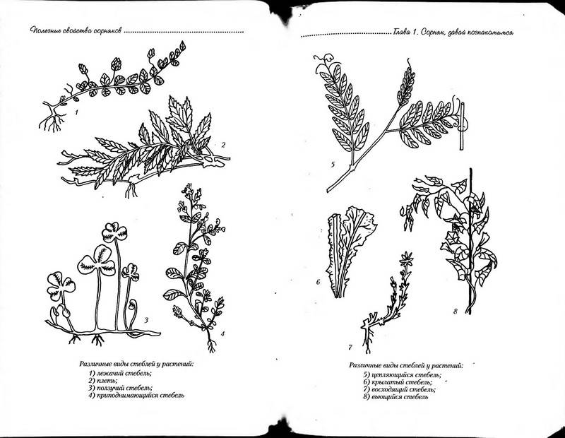 Иллюстрация 13 из 38 для Полезные свойства сорняков - Нелли Кислова | Лабиринт - книги. Источник: Ялина