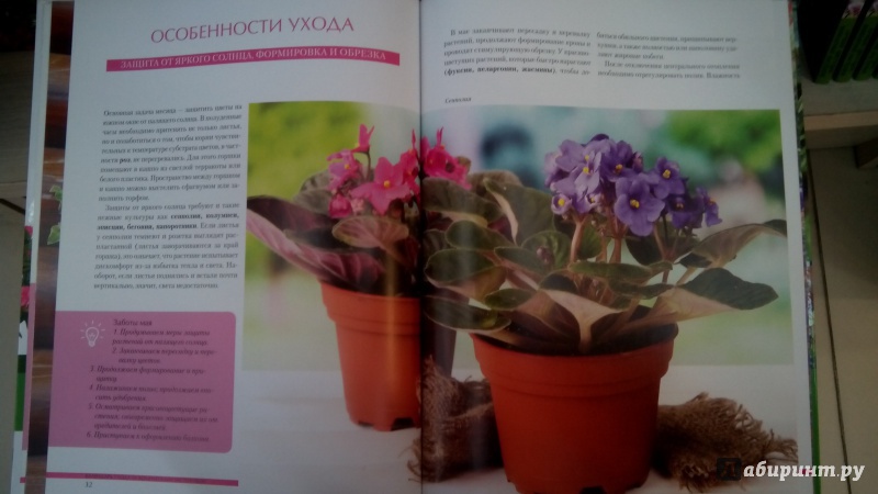 Иллюстрация 3 из 15 для Комнатные растения. Календарь по уходу на каждый месяц - Татьяна Смирнова | Лабиринт - книги. Источник: Мила