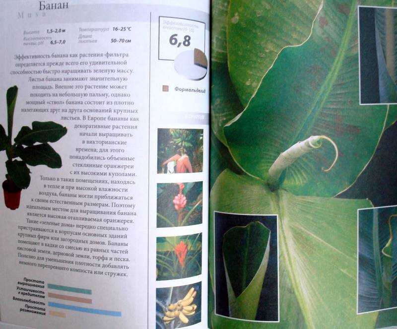 Иллюстрация 16 из 18 для Все о комнатных растениях, очищающих воздух - Неер Ян Ван дер | Лабиринт - книги. Источник: Бривух