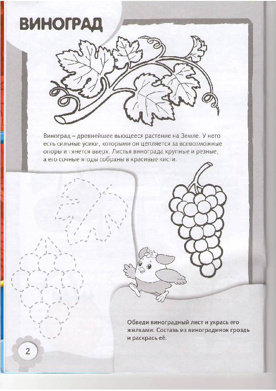 Иллюстрация 3 из 8 для Рисуем и раскрашиваем ягоды | Лабиринт - книги. Источник: Tiger.