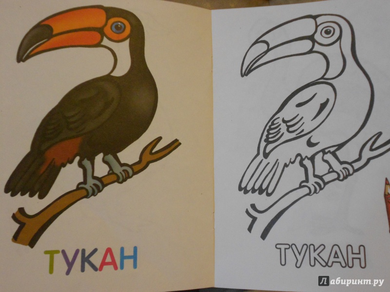 Иллюстрация 6 из 24 для Раскраска для малышей "Птицы" | Лабиринт - книги. Источник: Буссель  Надежда