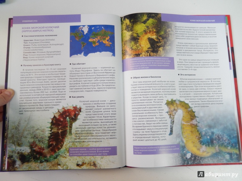 Иллюстрация 9 из 19 для Красная книга. Подводный мир планеты - Оксана Скалдина | Лабиринт - книги. Источник: dbyyb