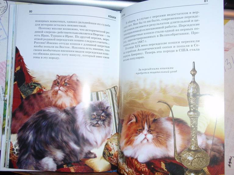 Иллюстрация 31 из 32 для Кошки - Сергей Афонькин | Лабиринт - книги. Источник: Genius
