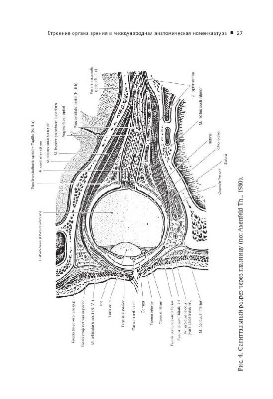 Иллюстрация 6 из 11 для Современная офтальмология: Руководство. 2-е изд. | Лабиринт - книги. Источник: knigoved