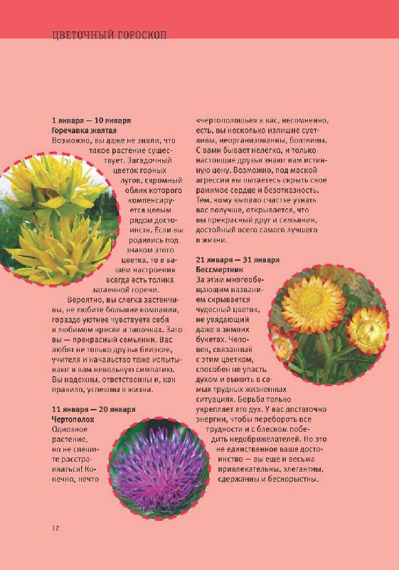 Иллюстрация 11 из 14 для Мои любимые цветы. Настольная книга практичного цветовода | Лабиринт - книги. Источник: Danon