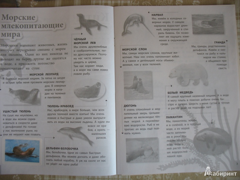 Иллюстрация 3 из 11 для Морские животные. 45 интересных фактов - Наталья Костина | Лабиринт - книги. Источник: Tatyana_G