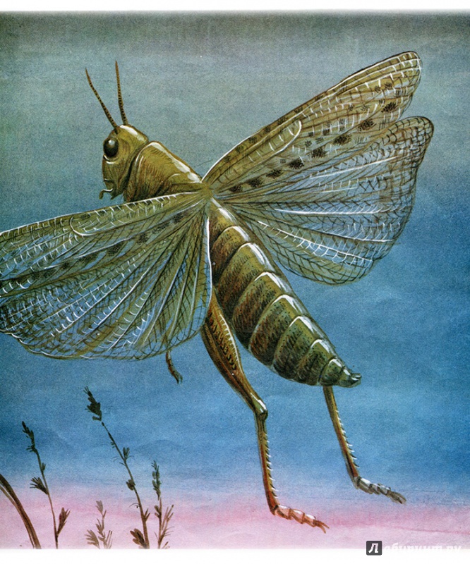 Иллюстрация 5 из 18 для Энтомология в картинках - Виталий Танасийчук | Лабиринт - книги. Источник: pippilotta