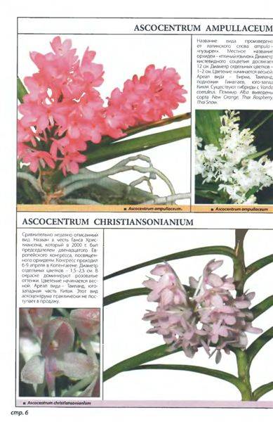 Иллюстрация 1 из 21 для Самые неприхотливые орхидеи - Рой Маккалистер | Лабиринт - книги. Источник: Юта