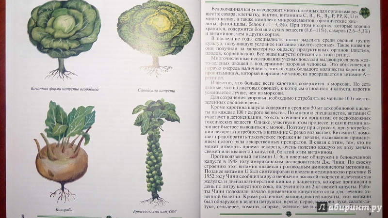 Иллюстрация 4 из 35 для Капуста. Пособие для садоводов-любителей - Пыльнева, Морозова | Лабиринт - книги. Источник: Alenta  Valenta