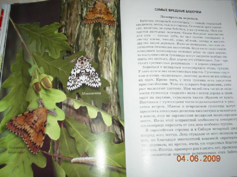 Иллюстрация 23 из 29 для Бабочки - Юлия Дунаева | Лабиринт - книги. Источник: Соловей