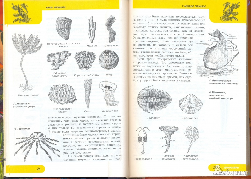 Иллюстрация 3 из 22 для Жизнь замечательных динозавров - Пахневич, Чегодаев | Лабиринт - книги. Источник: Bliss65