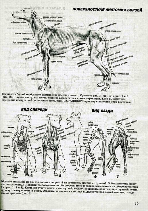 Иллюстрация 25 из 41 для Как рисовать животных - Джек Хамм | Лабиринт - книги. Источник: Panterra