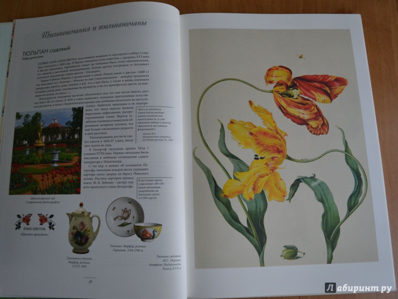 Иллюстрация 25 из 34 для Мода на ботанику. Цветочный мир Петергофа - Волкова, Трубановская | Лабиринт - книги. Источник: Alice R
