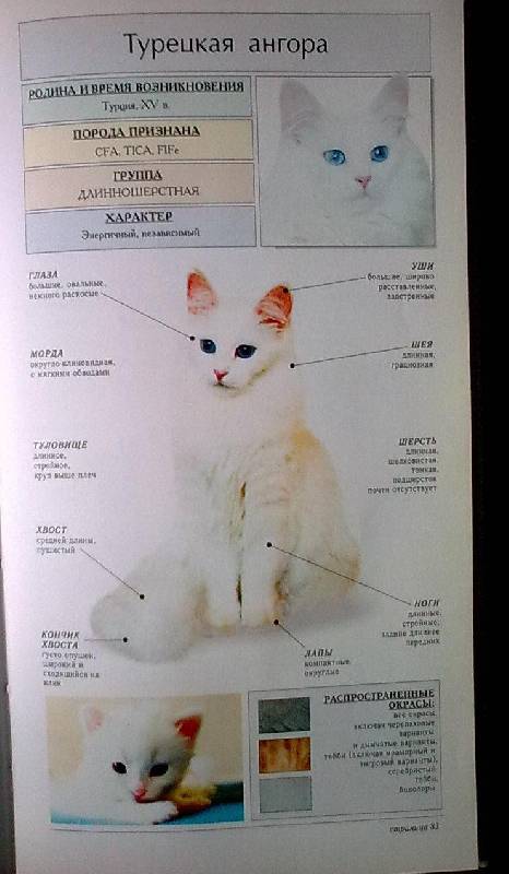 Иллюстрация 10 из 13 для Породы кошек - Джульетта Мей | Лабиринт - книги. Источник: н.в.а.