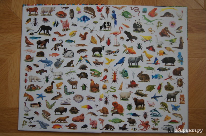 Иллюстрация 16 из 31 для Большой атлас животных - Селин Потард | Лабиринт - книги. Источник: Katrin.1001