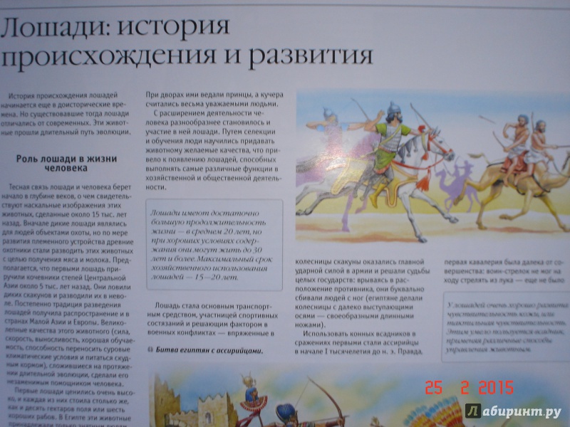 Иллюстрация 9 из 22 для Лошади и пони - Владимир Жабцев | Лабиринт - книги. Источник: Дева НТ