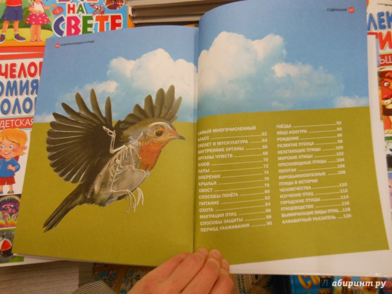 Иллюстрация 12 из 20 для Млекопитающие и Птицы | Лабиринт - книги. Источник: Савина  Евгения