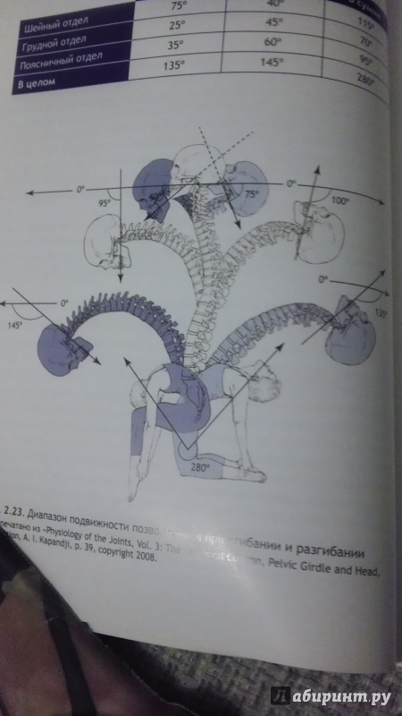 Иллюстрация 38 из 49 для Анатомия йоги - Каминофф, Мэтьюз | Лабиринт - книги. Источник: Lorbeer
