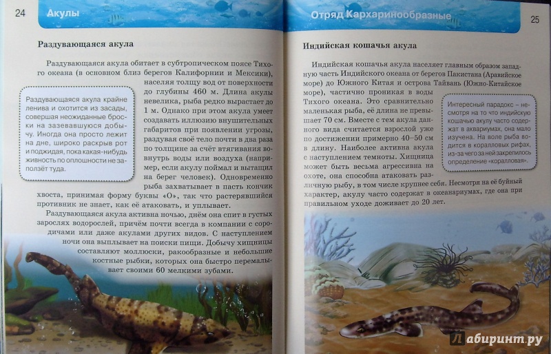 Иллюстрация 16 из 37 для Акулы | Лабиринт - книги. Источник: Соловьев  Владимир