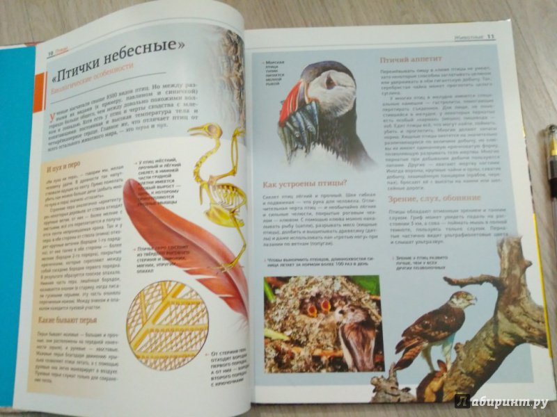 Иллюстрация 11 из 27 для Животные: птицы и звери | Лабиринт - книги. Источник: Тайна