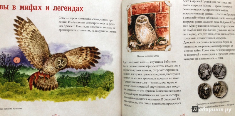 Иллюстрация 3 из 11 для Небольшая книга о совах - Владимир Бабенко | Лабиринт - книги. Источник: Салий  Любовь Сергеевна