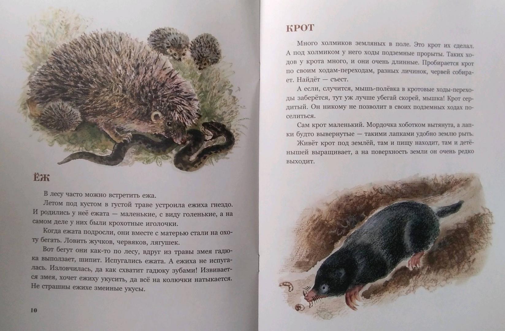 Иллюстрация 53 из 61 для В нашем лесу - Вера Чаплина | Лабиринт - книги. Источник: Надюшка