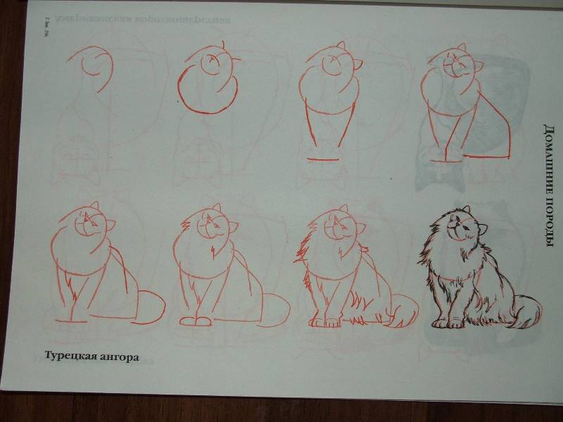 Иллюстрация 14 из 23 для Рисуем 50 кошек - Ли Эймис | Лабиринт - книги. Источник: Сороконожка