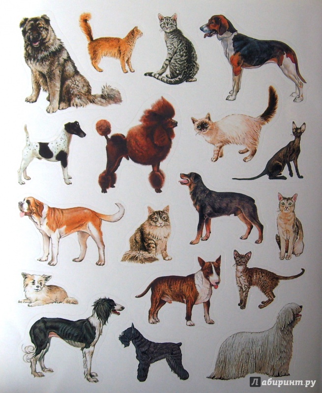 Иллюстрация 19 из 26 для Большая книга развивающих наклеек. Кошки и собаки | Лабиринт - книги. Источник: Соловьев  Владимир