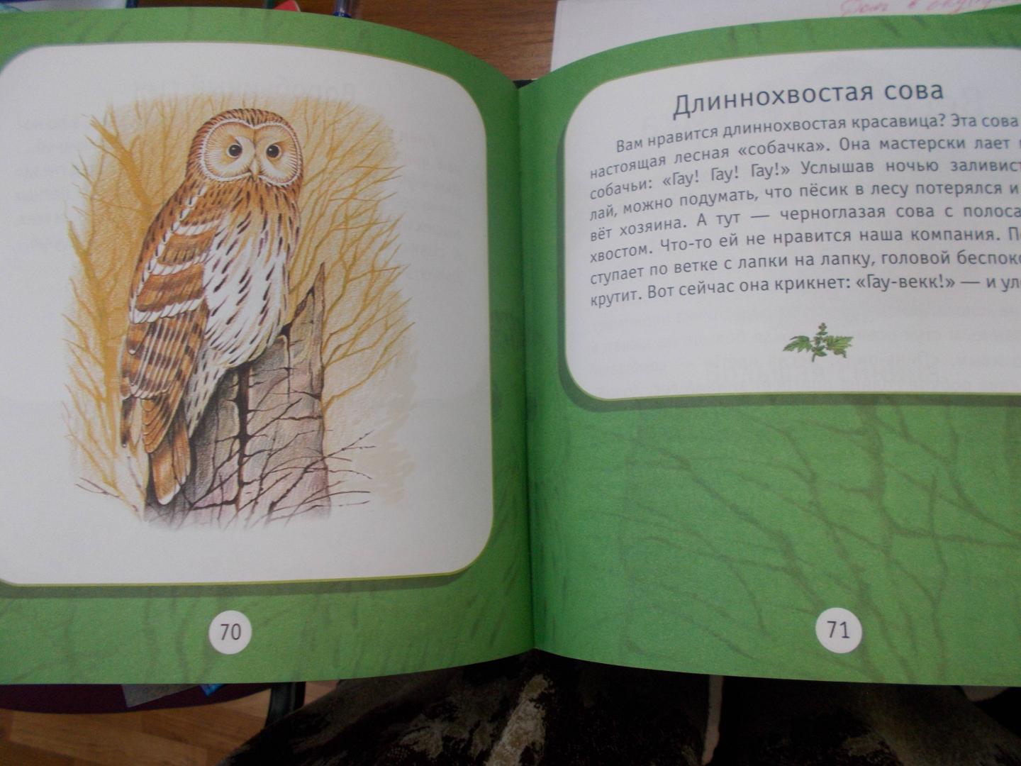 Иллюстрация 9 из 16 для Под пологом леса. Моя первая книга о животных | Лабиринт - книги. Источник: Коваль  Татьяна