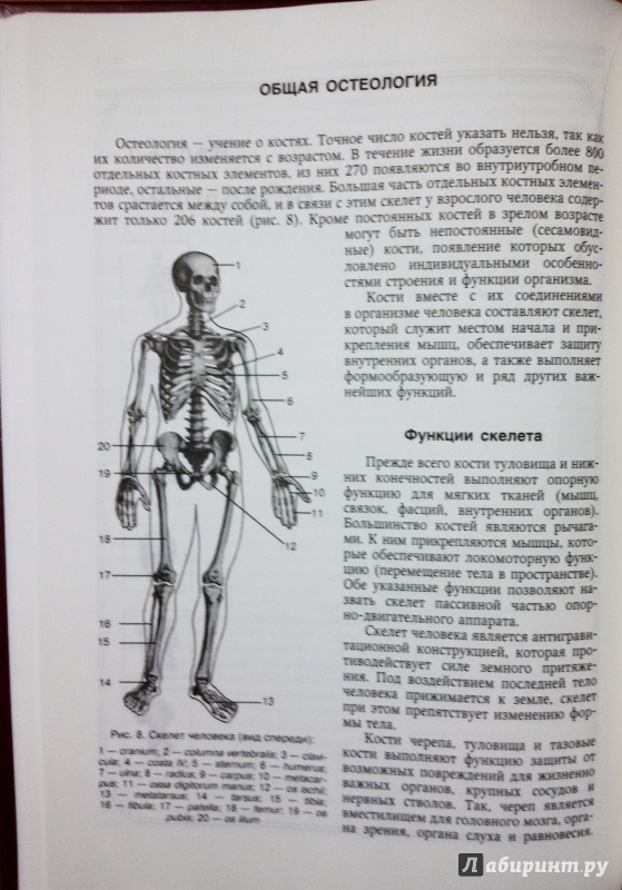 Иллюстрация 9 из 16 для Нормальная анатомия человека. Учебник для медицинских вузов. В 2-х томах - Иван Гайворонский | Лабиринт - книги. Источник: olegiv