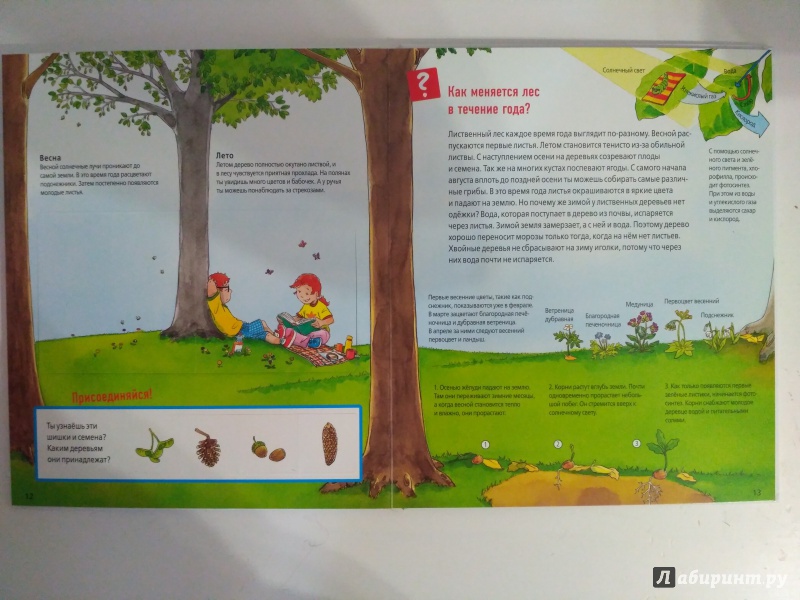 Иллюстрация 39 из 53 для Животные в лесу - Штаубер, Германн | Лабиринт - книги. Источник: Самкнулова  Ольга