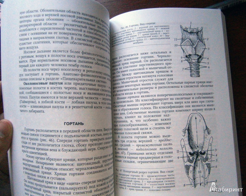 Иллюстрация 15 из 16 для Основы медицинских знаний (анатомия, физиология, гигиена человека и оказание первой помощи) - Гайворонский, Гайворонский, Виноградов, Ничипорук | Лабиринт - книги. Источник: D8  _