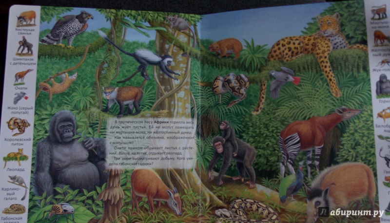 Иллюстрация 19 из 39 для Животные и растения тропических лесов | Лабиринт - книги. Источник: Sweet mama