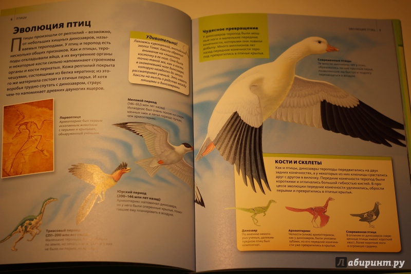 Иллюстрация 5 из 16 для Птицы | Лабиринт - книги. Источник: AL980