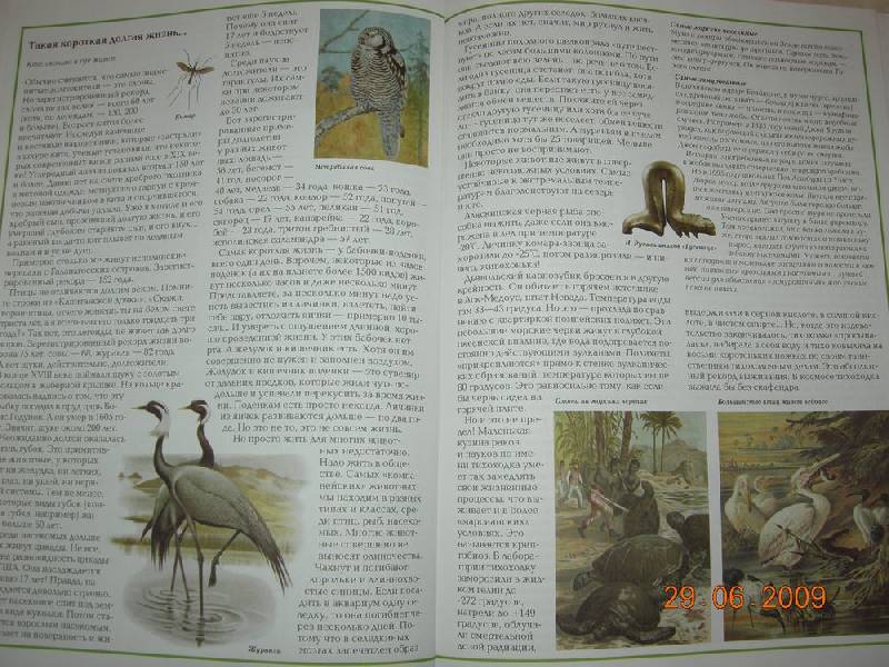 Иллюстрация 16 из 50 для Самые-самые в мире животных - Светлана Лаврова | Лабиринт - книги. Источник: Соловей